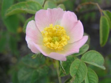 Stumpfblättrige Rose, Flaumrose - Rosa obtusifolia