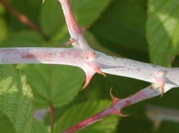 Rubus leucodermis - Blauholzige Brombeere