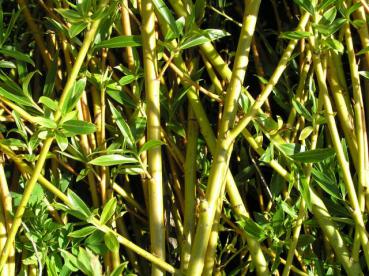Salix alba Vitellina - Dotterweide