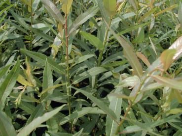 Salix americana - Bindeweide, Schälweide