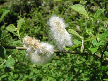 Öhrchenweide - Salix aurita