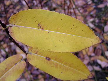 Salix balsamifera mas - Gelbe Steinweide