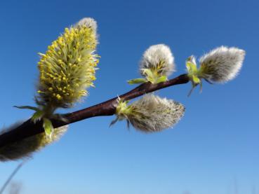 Advents-Weide - Salix caprea Silberglanz