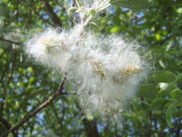 Grauweide oder Aschweide - Salix cinerea