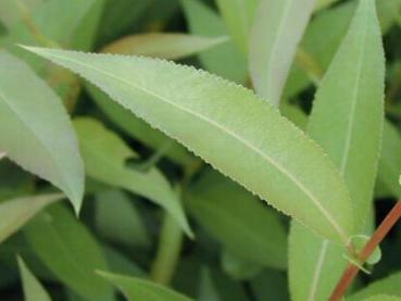 Bruchweide - Salix fragilis