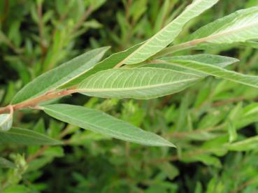 Salix himalayensis - Himalaya-Weide