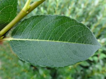 Teeblatt-Weide - Salix phylicifolia Glauca