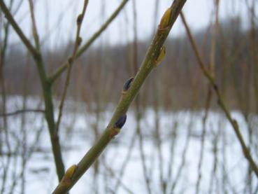 Salix pentandra - Lorbeerweide