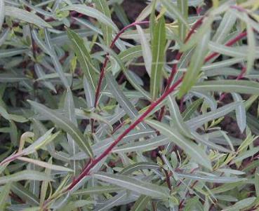 Salix purpurea Nana - Kugelweide