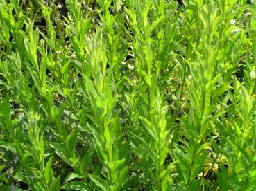 Weichblatt-Weide - Salix sessilifolia