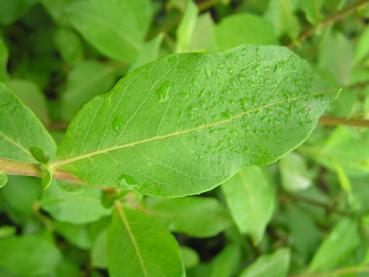 Sitka-Weide - Salix sitchensis