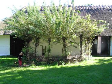 Küblerweide - Salix smithiana