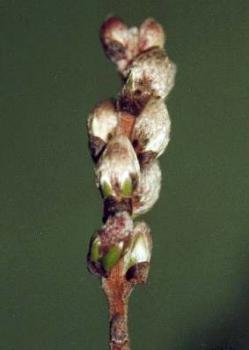 Salix subopposita - Zwerg-Zierweide