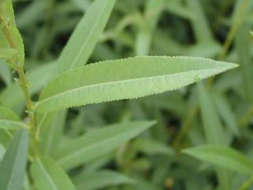 Salix triandra - Mandelweide