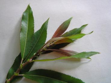 Salix triandra Black Hollander - Mandelweide Black Hollander