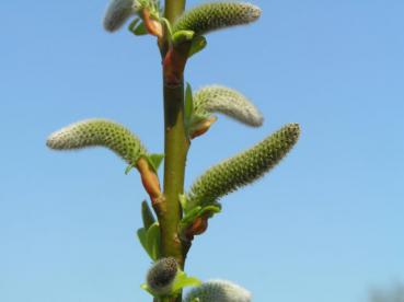 Japanische Kätzchenweide - Salix tsugaluensis Ginme