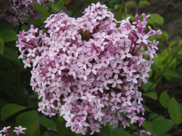 Herbstflieder - Syringa microphylla Superba