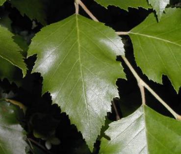 Betula nigra Heritage - Schwarzbirke