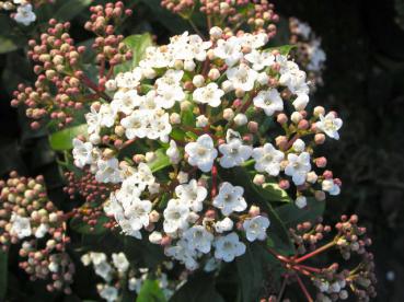 Viburnum tinus - Lorbeer-Schneeball
