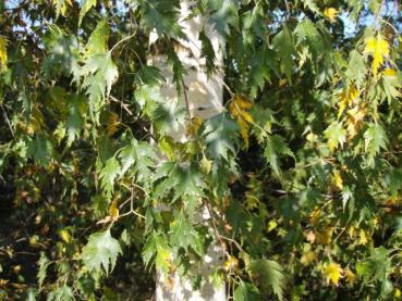 Farn- oder geschlitzblättrige Birke - Betula pendula Dalecarlica