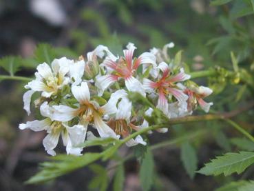 Gelbhorn, Sahnenussbaum - Xanthoceras sorbifolium