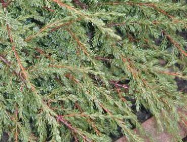 Juniperus communis Repanda - Kriechwacholder