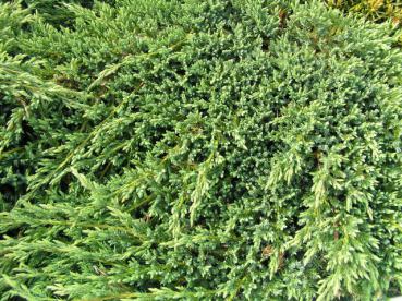 Juniperus squamata Blue Carpet - Kriechender Blauzederwacholder