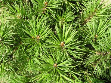 Pinus mugo Mops - Zwerg-Krüppelkiefer Mops