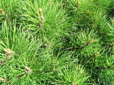 Pinus mugo var. mughus - Krüppelkiefer