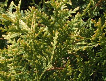 Thuja plicata Aurescens - Goldspitzen-Lebensbaum