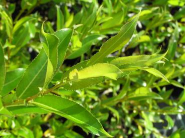 Salix meyeriana - Färberweide