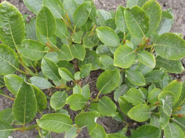 Weißdornblättrige Weide - Salix crataegifolia