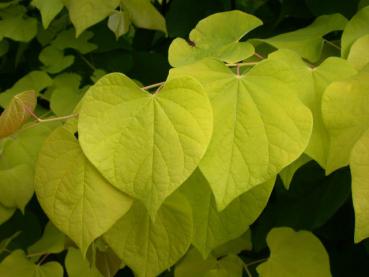 Cercis canadensis Hearts of Gold - Gold-Judasbaum