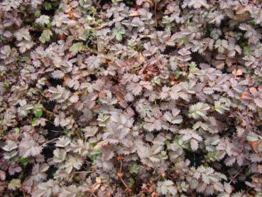 Stachelnüßchen Kupferteppich - .Acaena microphylla Kupferteppich