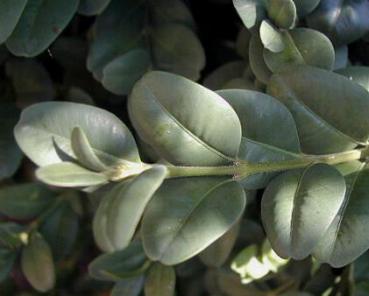 Großblättriger Buchsbaum - Buxus sempervirens Rotundifolia