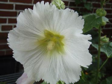 .Alcea rosea Pleniflora, weiß - Malve, weiß, gefüllt
