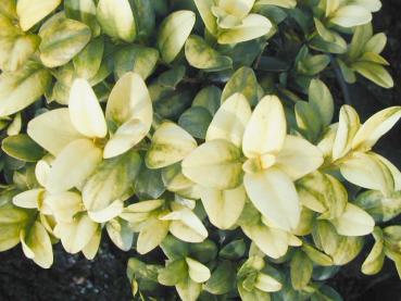 Großblättriger Gold-Buchsbaum - Buxus sempervirens Rotundifolia Aurea