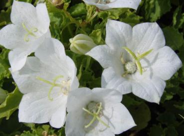 .Campanula carpatica Weiße Clipps - Karpaten-Glockenblume Weiße Clipps