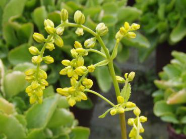.Chiastophyllum oppositifolium - Goldtröpfchen