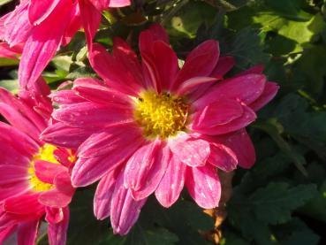 .Chrysanthemum hortorum Oury - Winteraster Oury