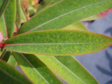 .Euphorbia griffithii Fireglow - Wolfsmilch, Himalaya-Wolfsmilch