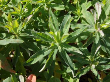 .Euphorbia epithymoides - Wolfsmilch, Gold-Wolfsmilch