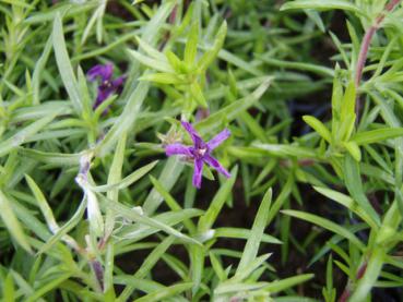 .Phlox subulata Purple Beauty - Polster-Flammenblume Purple Beauty