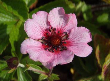Fingerkraut, Garten-Fingerkraut - .Potentilla nepalensis Miss Willmott
