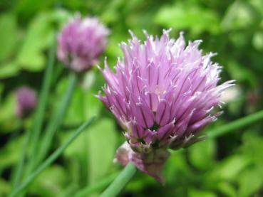 Schnittlauch - .Allium schoenoprasum