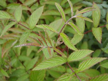 Rubus coreanus Dart`s Mahagony - Zierbrombeere Dart`s Mahagony