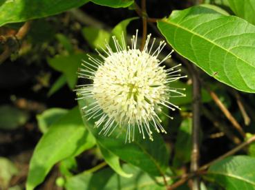 Cephalanthus occidentalis - Knöpfchenblume