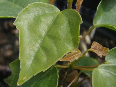 Acer paxii - Immergrüner Ahorn
