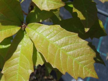 Quercus polymorpha - Mexikanische Weißeiche