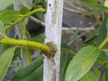 Salix daphnoides Wintersonne - Reifweide Wintersonne
